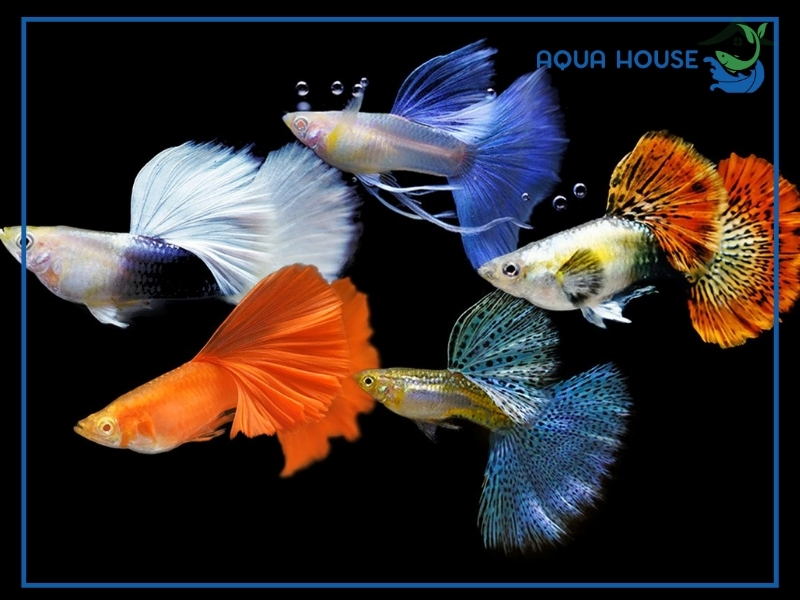 Cách Phòng Ngừa Cá 7 Màu Bị Túm Lắc