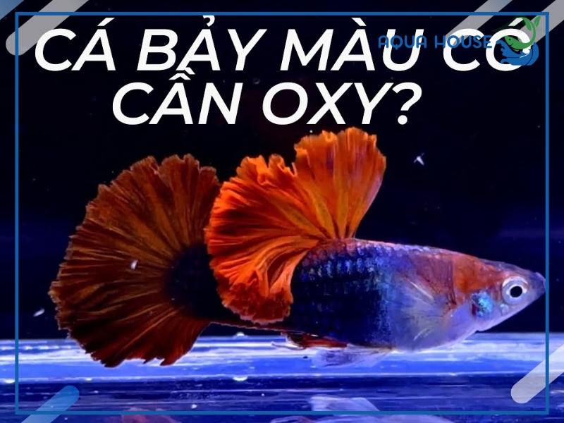 Cá 7 Màu Cần Oxy Không?