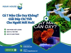 Cá 7 màu cần oxy không