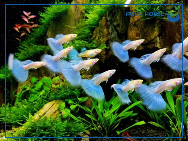 Cách Tăng Oxy Tự Nhiên Cho Cá 7 Màu