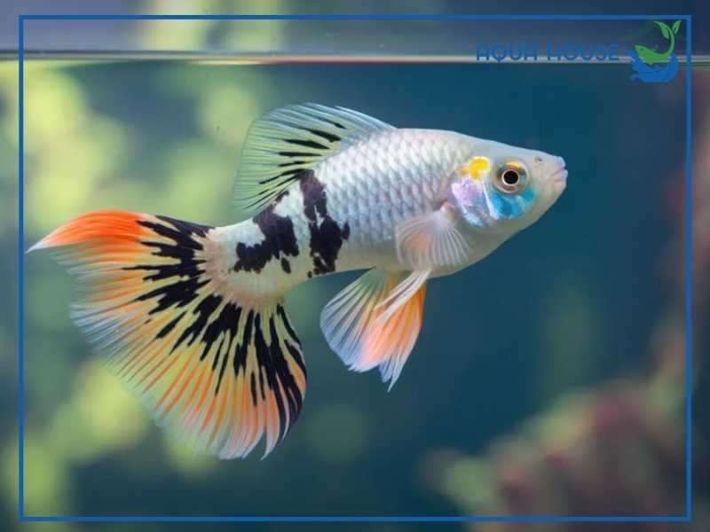 Nguyên Nhân Cá 7 Màu Chết Và Cách Khắc Phục Hiệu Quả 35 Cách Phòng Ngừa Cá 7 Màu Chết Hiệu Quả