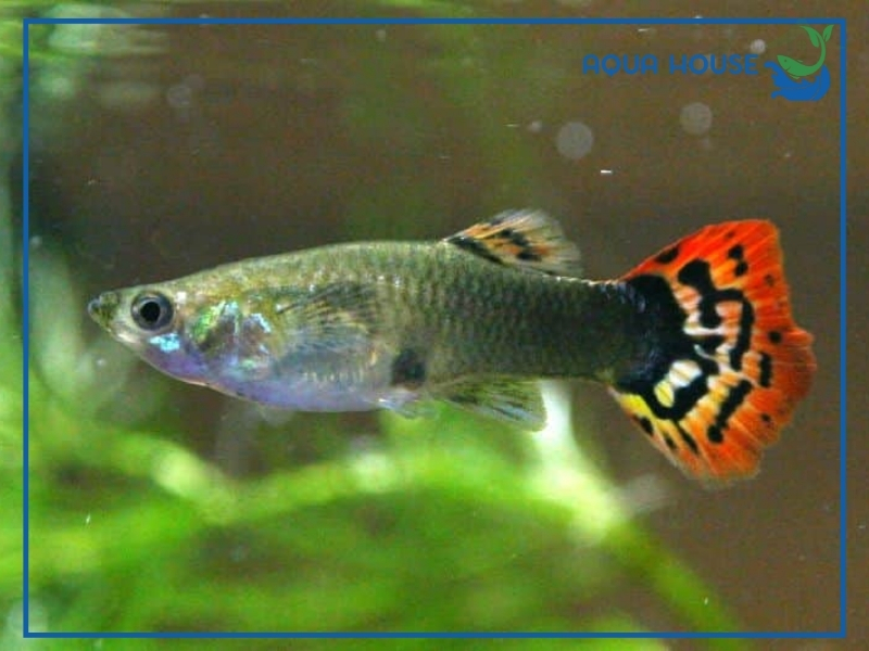 Nguyên Nhân Cá 7 Màu Chết Và Cách Khắc Phục Hiệu Quả 34 Cách Xử Lý Khi Cá 7 Màu Bị Chết Hoặc Sắp Chết