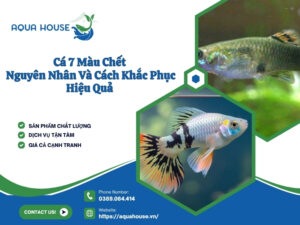 Cá 7 màu chết