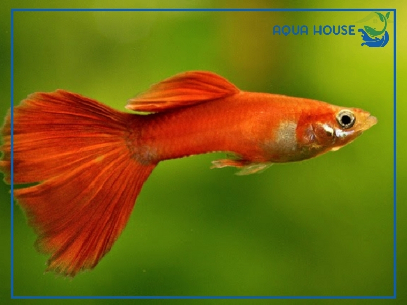 Nguyên Nhân Cá 7 Màu Chết Và Cách Khắc Phục Hiệu Quả 33 Nguyên Nhân Khiến Cá 7 Màu Chết