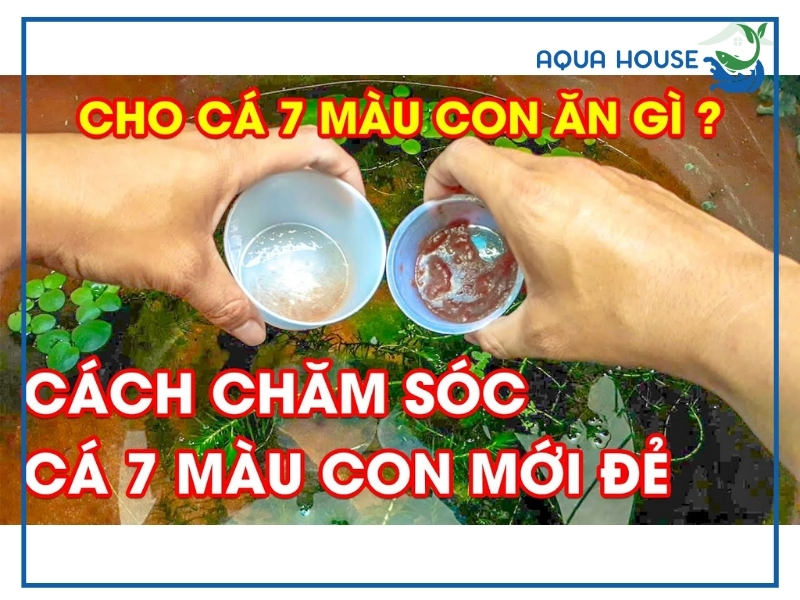 Cá 7 Màu Con Mới Đẻ Ăn Gì? Hướng Dẫn Cho Ăn Đúng Cách 34 Cách Cho Cá 7 Màu Con Ăn Đúng Kỹ Thuật