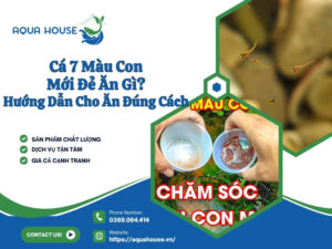 Cá 7 màu con mới đẻ ăn gì