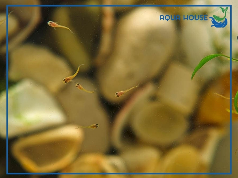 Cá 7 Màu Con Mới Đẻ Ăn Gì? Hướng Dẫn Cho Ăn Đúng Cách 35 Những Sai Lầm Thường Gặp Khi Cho Cá 7 Màu Con Ăn