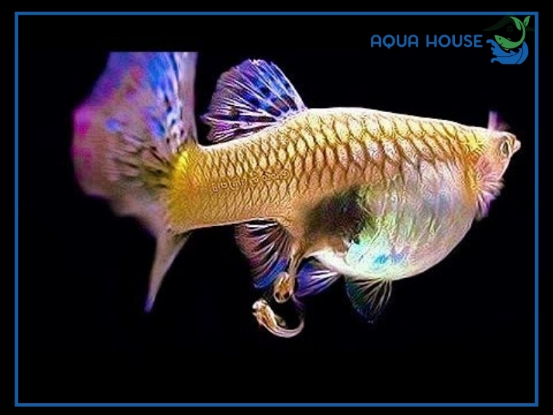 Cá 7 màu đẻ 1 lần bao nhiêu con?