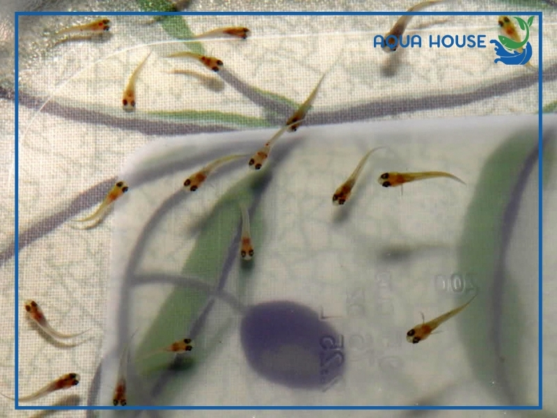 Cách chăm sóc cá 7 màu sinh sản nhiều và khỏe mạnh