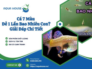 Cá 7 màu đẻ 1 lần bao nhiêu con
