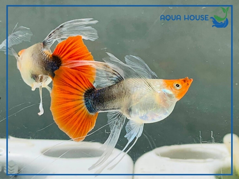 Dấu hiệu nhận biết cá 7 màu sắp đẻ