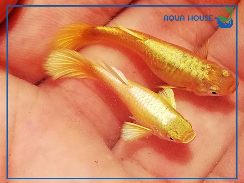 Giá Cá 7 Màu Full Gold Bao Nhiêu?