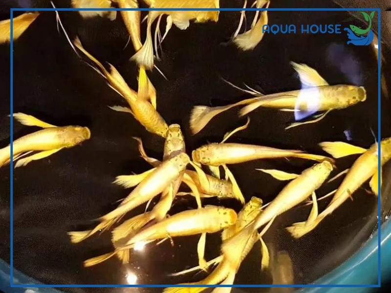 Cách Nuôi Cá 7 Màu Full Gold Lên Màu Đẹp