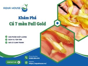 Cá 7 màu full gold