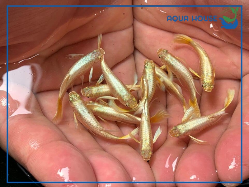 Đặc Điểm Nhận Biết Cá 7 Màu Full Gold Chuẩn Đẹp