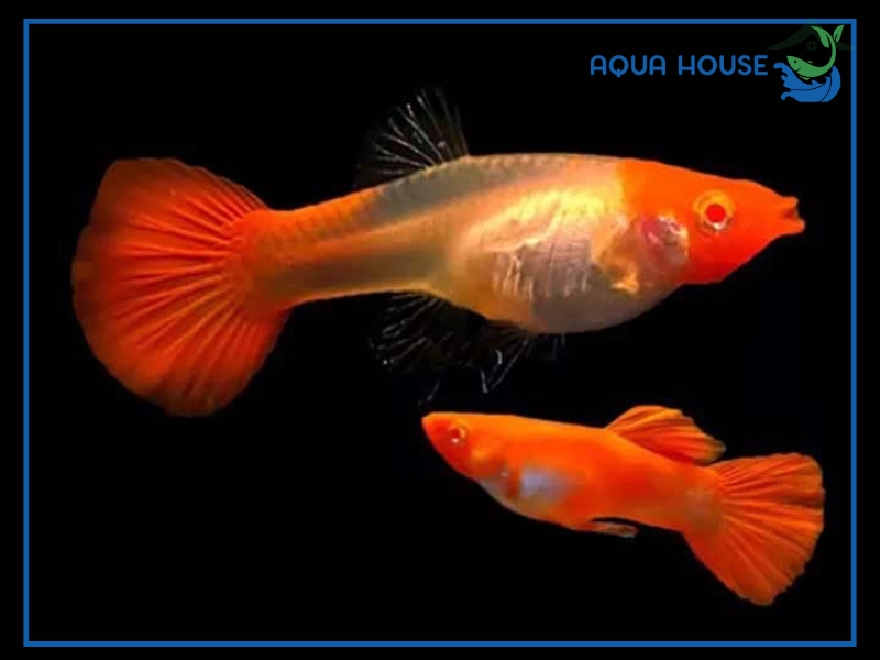 Tất Tần Tật Về Cá 7 Màu Full Red Cho Người Mới Bắt Đầu 35 Cách Nuôi Cá 7 Màu Full Red Lên Màu Đỏ Rực