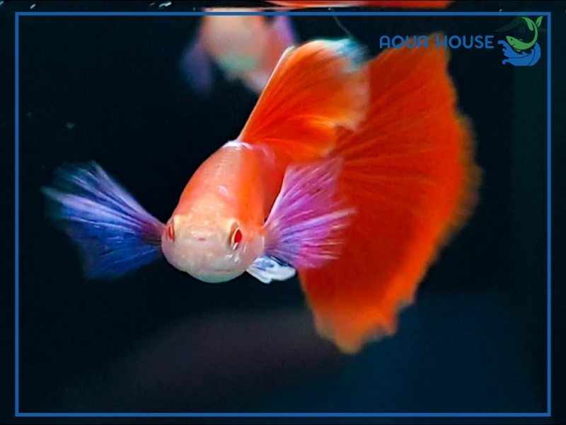 Tất Tần Tật Về Cá 7 Màu Full Red Cho Người Mới Bắt Đầu 33 Đặc Điểm Nhận Biết Cá 7 Màu Full Red