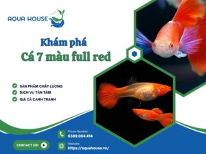 cá 7 màu full red