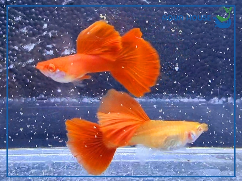 Tất Tần Tật Về Cá 7 Màu Full Red Cho Người Mới Bắt Đầu 34 Các Dòng Cá 7 Màu Full Red Phổ Biến Hiện Nay