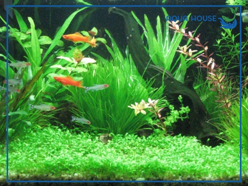 Lưu ý quan trọng khi cho cá 7 màu ăn