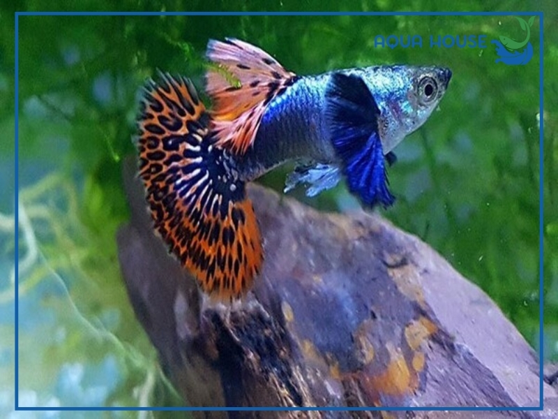 Lượng thức ăn cho cá 7 màu bao nhiêu là đủ?