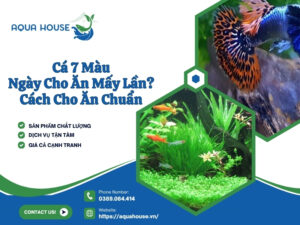 Cá 7 màu ngày cho ăn mấy lần