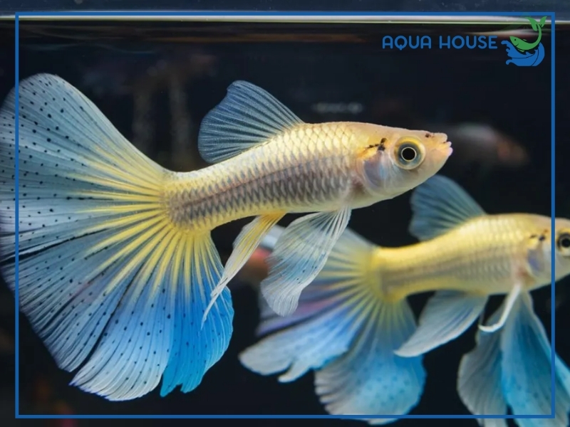 Cá 7 màu ngày cho ăn mấy lần là hợp lý?