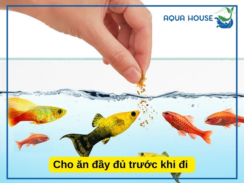 Cá 7 Màu Nhịn Ăn Được Bao Lâu? Giải Đáp Cho Người Mới Nuôi 35 Có Nên Cho Cá 7 Màu Ăn Bù Sau Khi Nhịn Ăn?