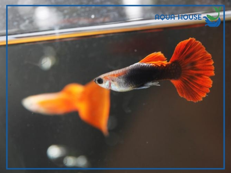 Cá 7 Màu Nhịn Ăn Được Bao Lâu? Giải Đáp Cho Người Mới Nuôi 33 Cá 7 Màu Nhịn Ăn Được Bao Lâu?