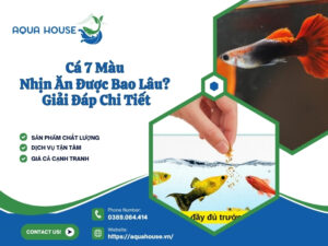 Cá 7 màu nhịn ăn được bao lâu