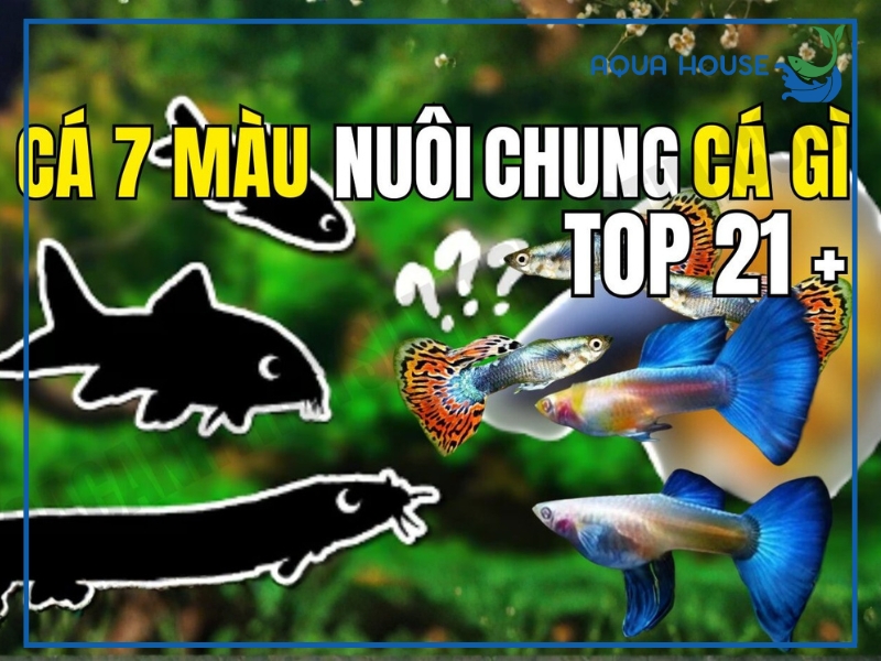 Cá 7 màu nuôi chung với cá gì?