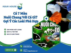 Cá 7 màu nuôi chung với cá gì