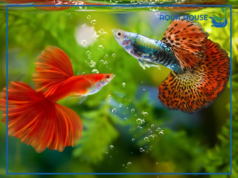 Cá 7 màu không nên nuôi chung với cá gì?
