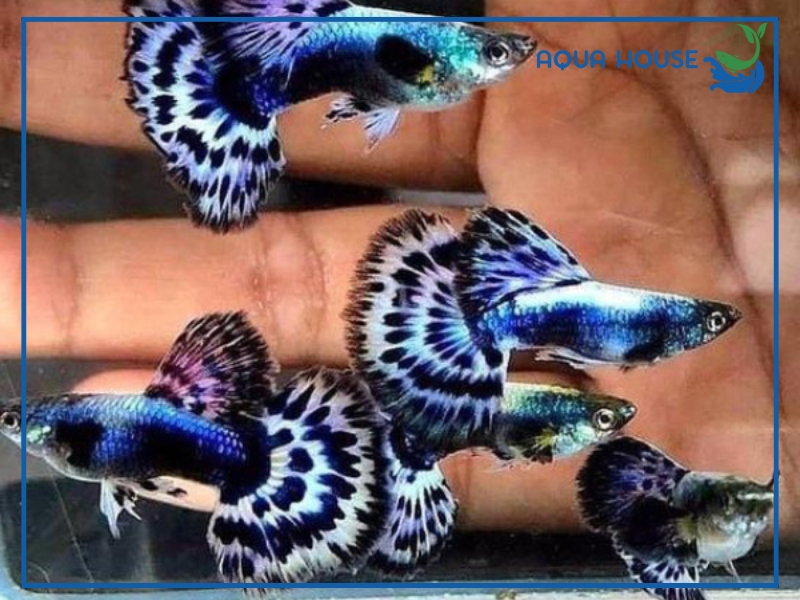 Cá 7 Màu Rồng: Đặc Điểm, Phân Loại Và Cách Nuôi 35 Cách Nuôi Cá 7 Màu Rồng Lên Màu Đẹp Ít Bệnh