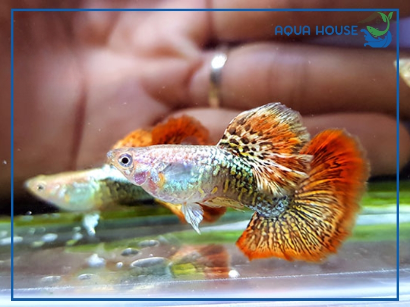 Cá 7 Màu Rồng: Đặc Điểm, Phân Loại Và Cách Nuôi 33 Đặc Điểm Nhận Biết Cá 7 Màu Rồng