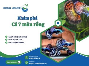 Cá 7 màu rồng