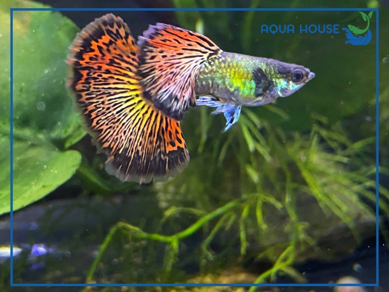 Cá 7 Màu Rồng: Đặc Điểm, Phân Loại Và Cách Nuôi 34 Các Dòng Cá 7 Màu Rồng Phổ Biến Hiện Nay