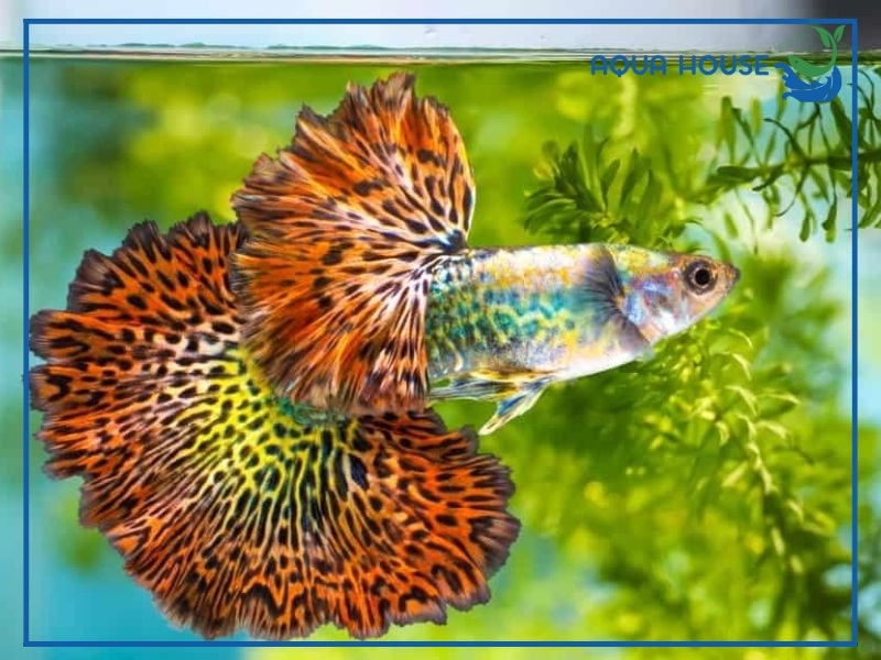 Đặc Điểm Nhận Biết Cá 7 Màu Rồng Đỏ