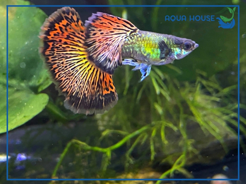 Cách Nuôi Cá 7 Màu Rồng Đỏ Lên Màu Đẹp