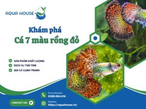 Cá 7 màu rồng đỏ