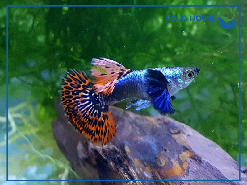 Các Dòng Cá 7 Màu Rồng Đỏ Phổ Biến Hiện Nay