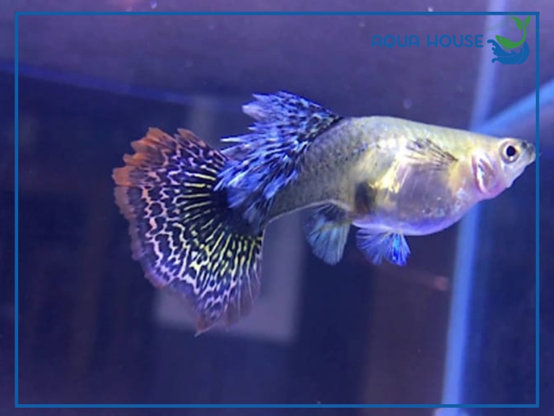 Cá 7 Màu Rồng Tím: Đặc Điểm Giá Bán Và Cách Nuôi Chuẩn 33 Đặc Điểm Nhận Biết Cá 7 Màu Rồng Tím Chuẩn Đẹp
