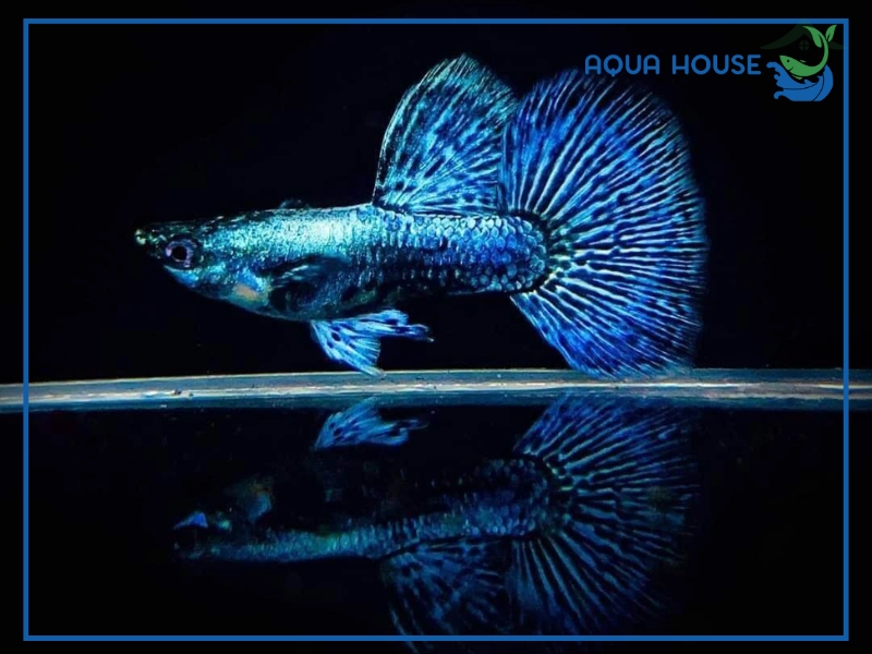 Cá 7 Màu Rồng Tím: Đặc Điểm Giá Bán Và Cách Nuôi Chuẩn 35 Cách Nuôi Cá 7 Màu Rồng Tím Lên Màu Đẹp
