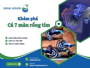 Cá 7 màu rồng tím