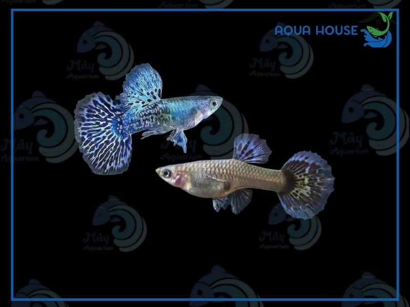 Cá 7 Màu Rồng Tím: Đặc Điểm Giá Bán Và Cách Nuôi Chuẩn 34 Các Dòng Cá 7 Màu Rồng Tím Phổ Biến Hiện Nay