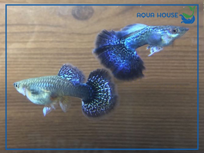 Cá 7 Màu Rồng Xanh: Đặc Điểm Phân Loại Và Cách Nuôi 33 Đặc Điểm Nhận Biết Cá 7 Màu Rồng Xanh