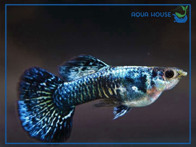 Cá 7 Màu Rồng Xanh: Đặc Điểm Phân Loại Và Cách Nuôi 35 Cách Nuôi Cá 7 Màu Rồng Xanh Lên Màu Đẹp