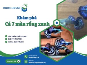 Cá 7 màu rồng xanh