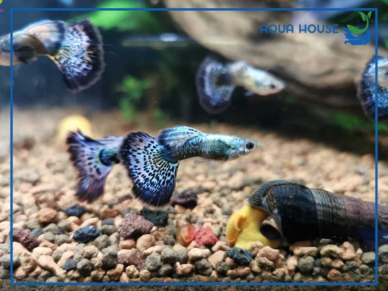 Cá 7 Màu Rồng Xanh: Đặc Điểm Phân Loại Và Cách Nuôi 34 Các Dòng Cá 7 Màu Rồng Xanh Phổ Biến Hiện Nay