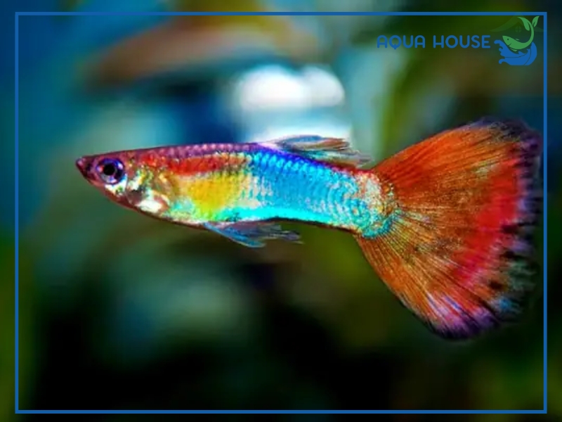 Có Nên Nuôi Cá 7 Màu Ruộng Không?
